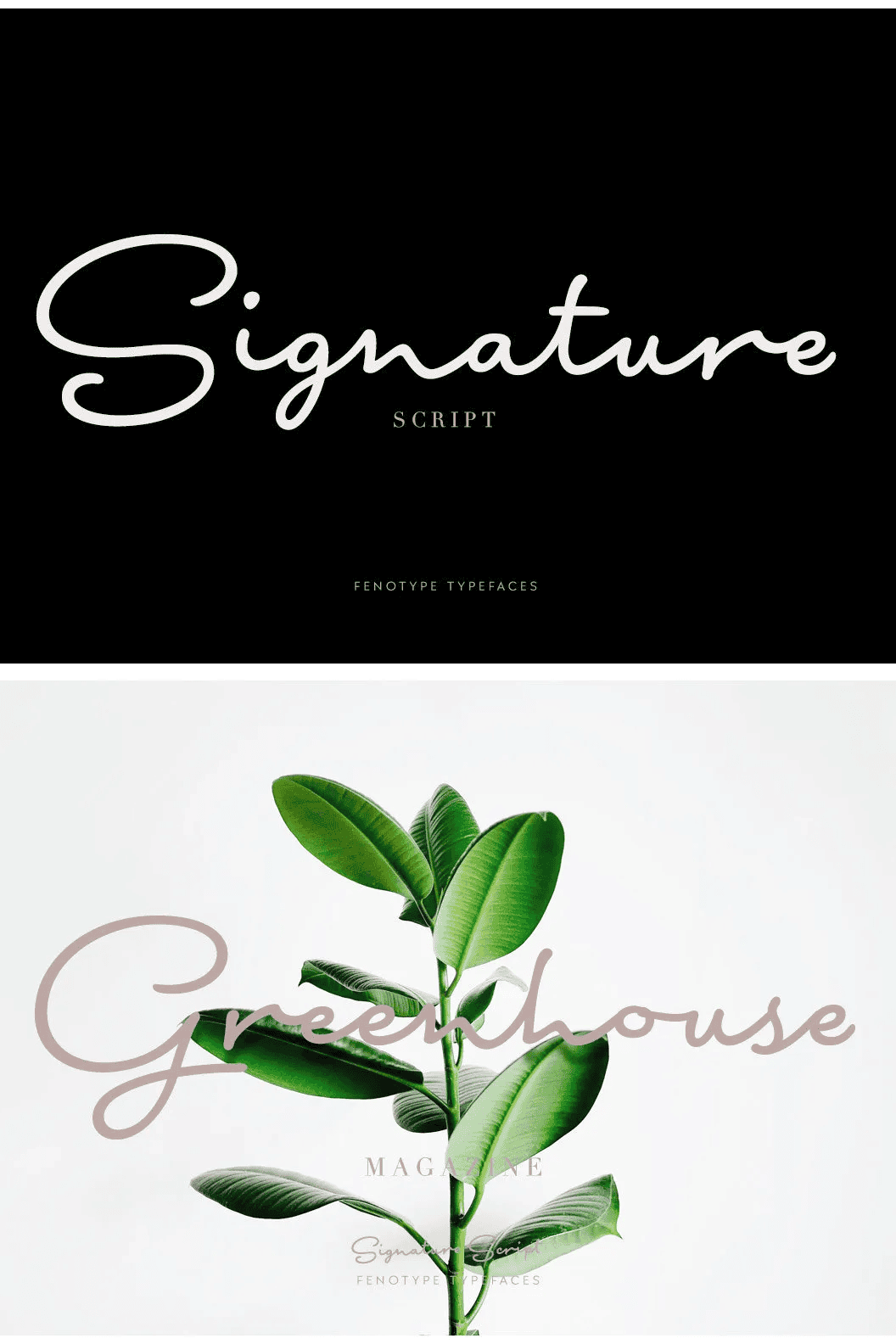Signature Script Font Siteoutsite