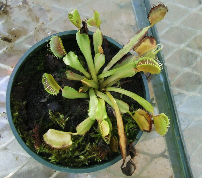 Venus Flytrap Biology Teaching Greenhouse