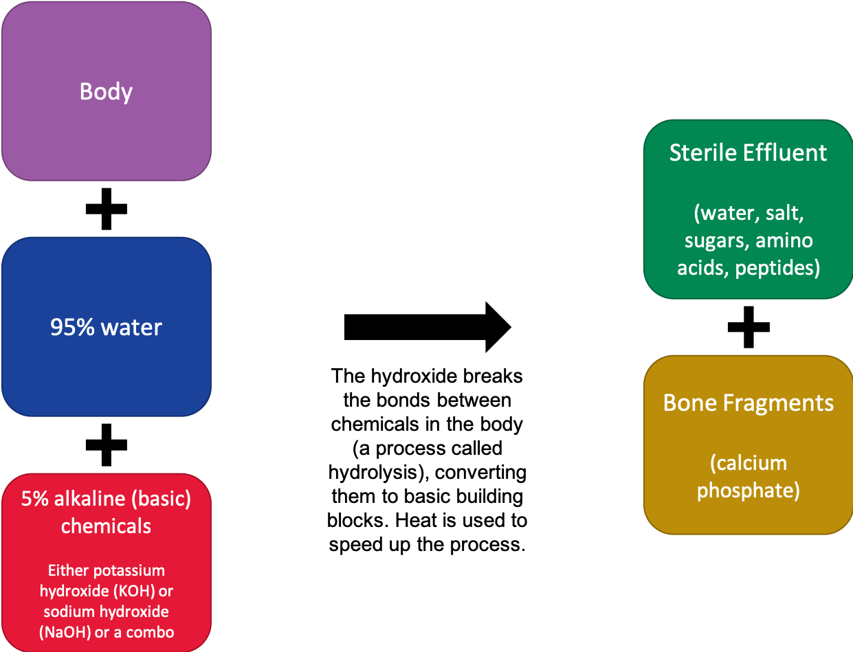 alkaline hydrolysis » Dome Boston University