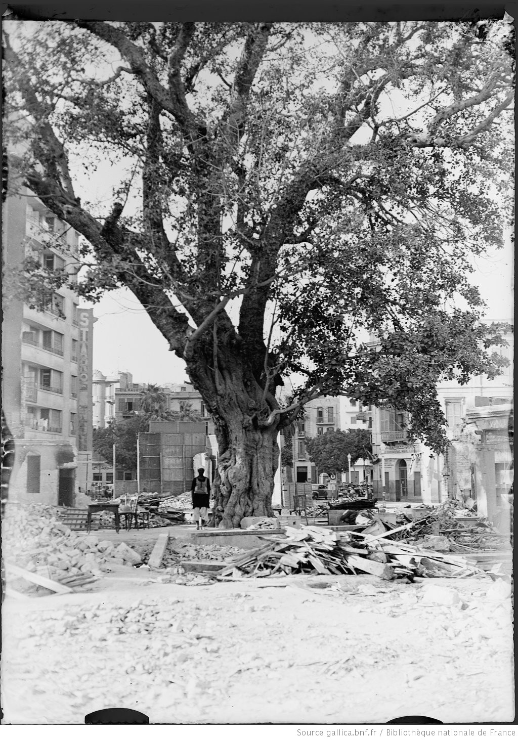 The Trees of Cairo أشجار القاهرة La fabrique du Caire moderne
