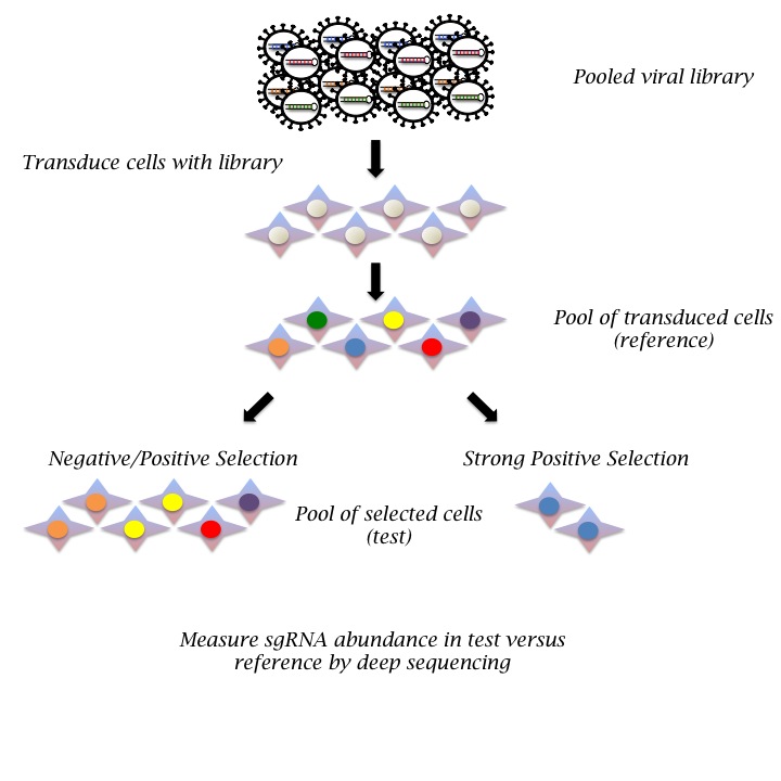 Lentiviral human and mouse genome CRISPR sgRNA libraries