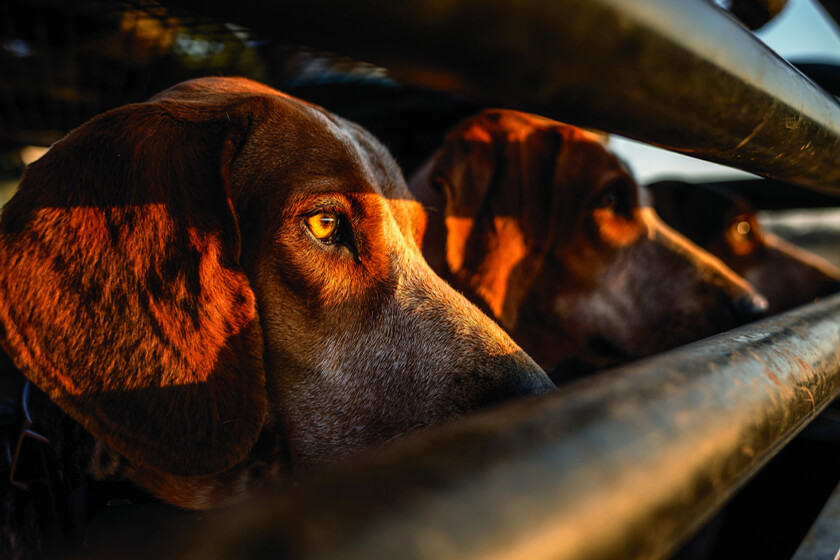 Bear Hounding Adirondack Park Conversations about Conservation