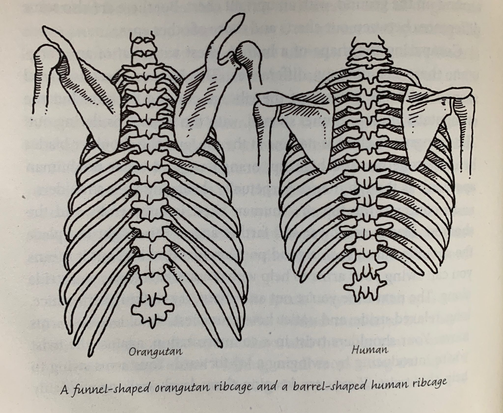 Chapter 6 Ribs, Lungs, and Hearts The Incredible Unlikeliness of
