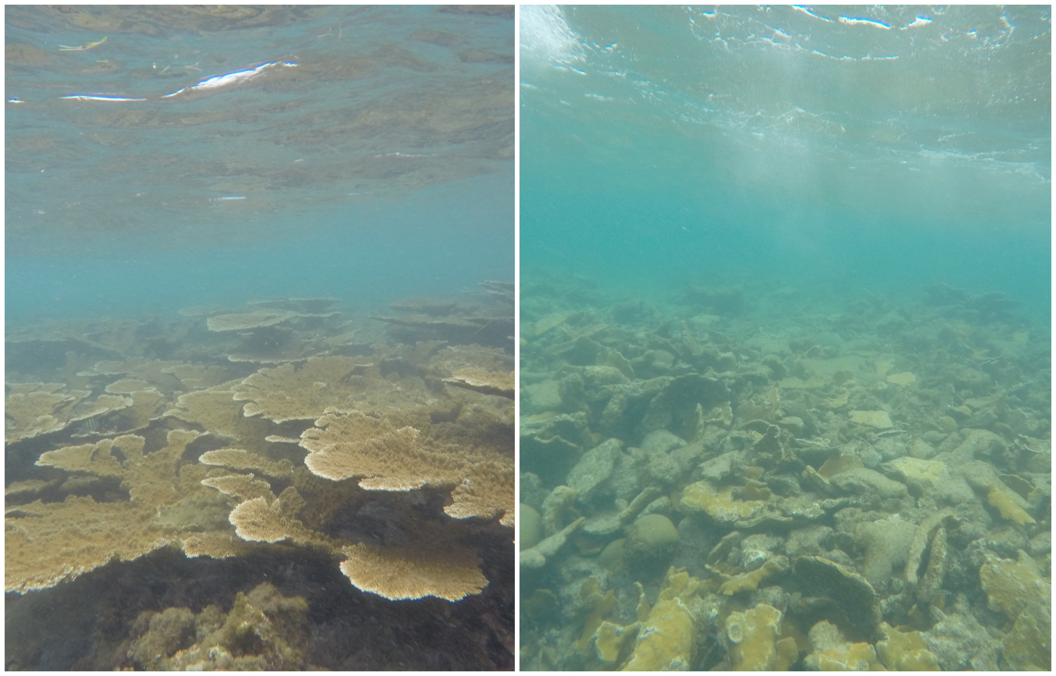 13++ Elkhorn Coral Predators at Demax5