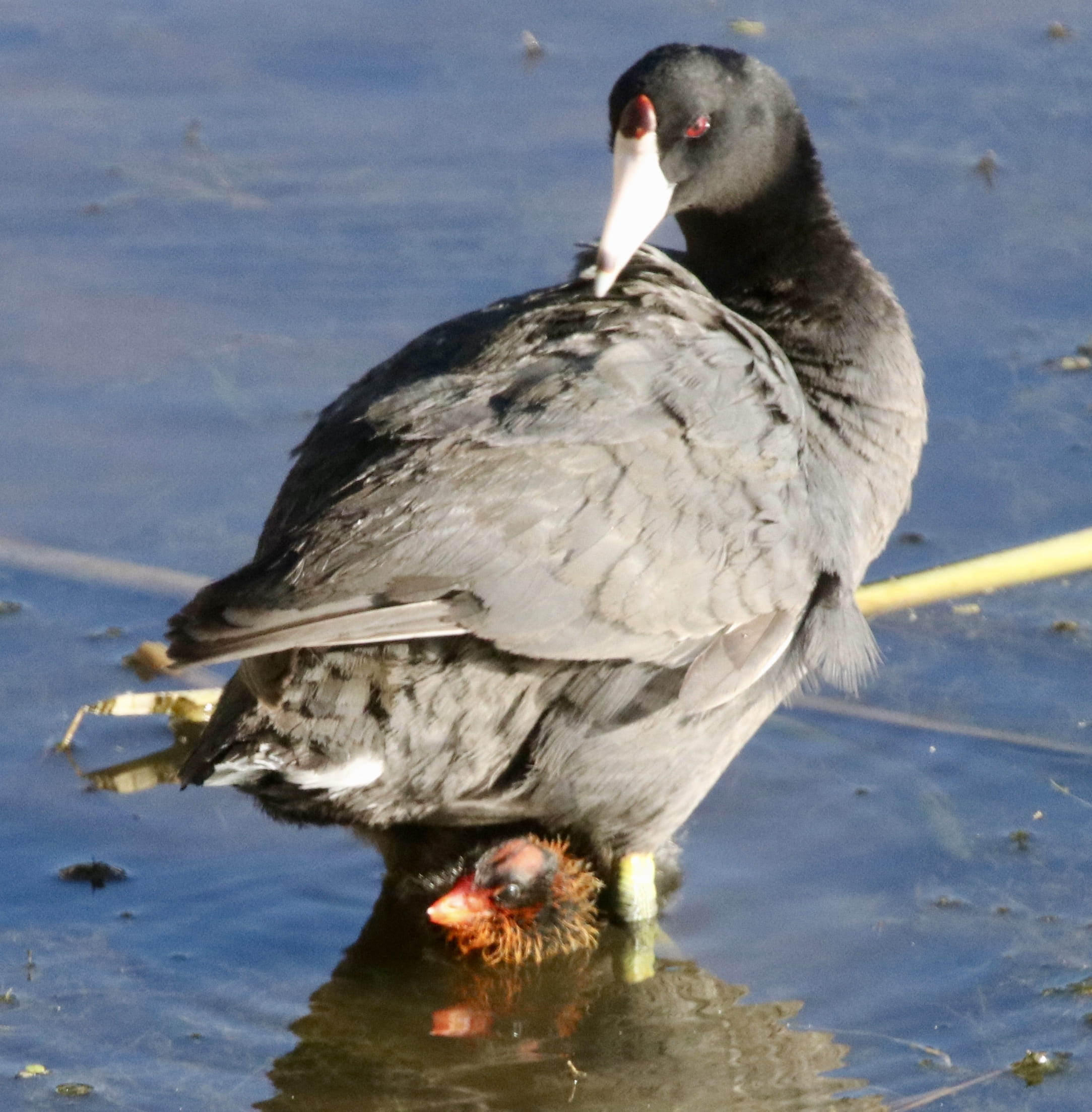 American Coot