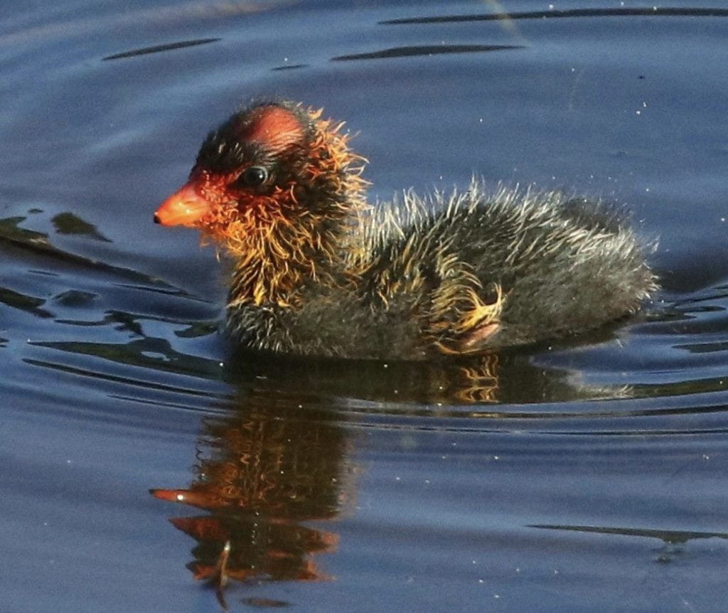 American Coot