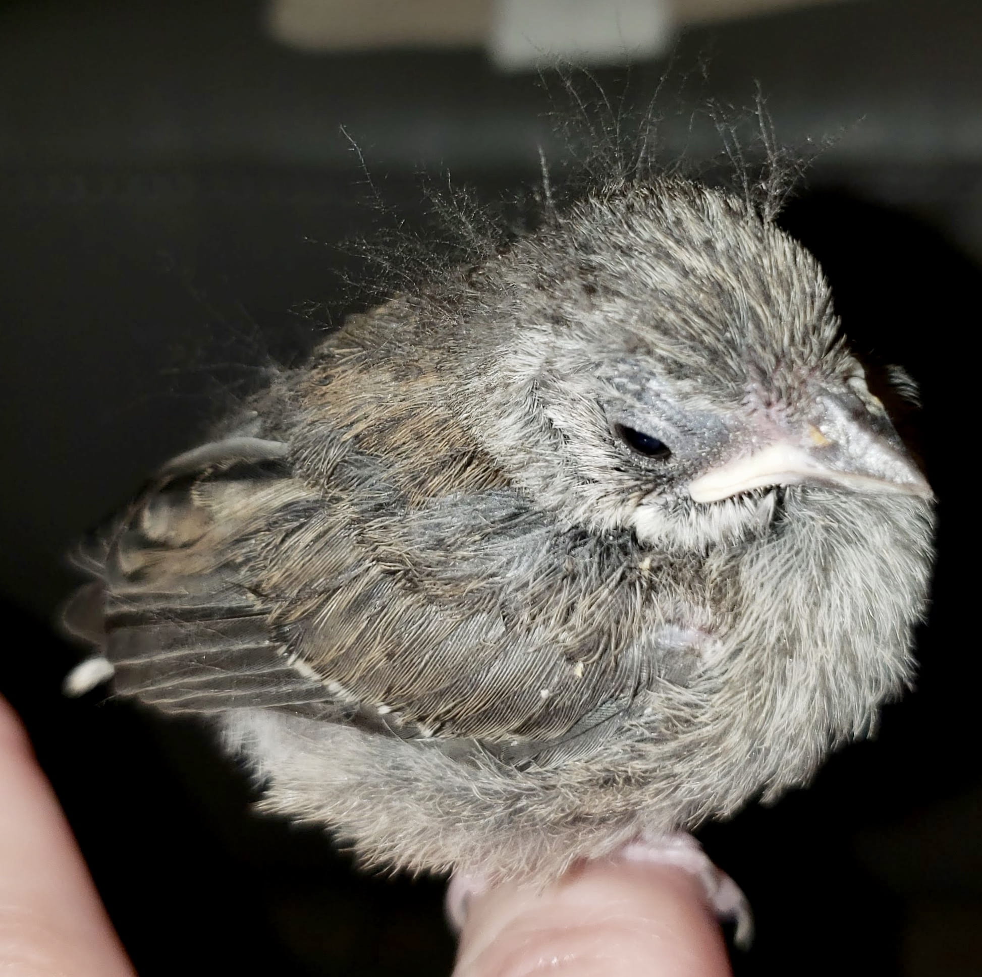 Baby Birds A Site to Help You With Identification