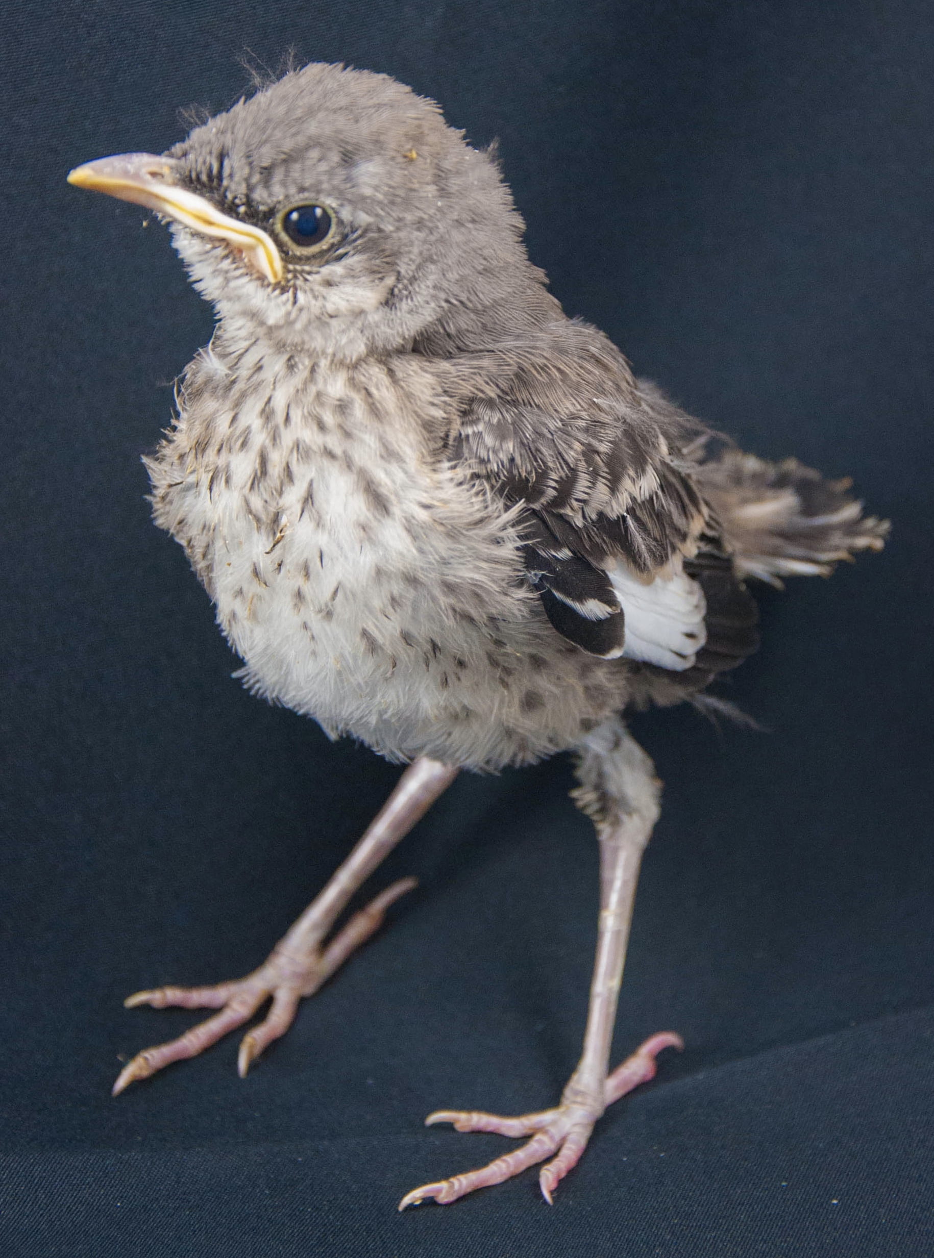 Northern Mockingbird