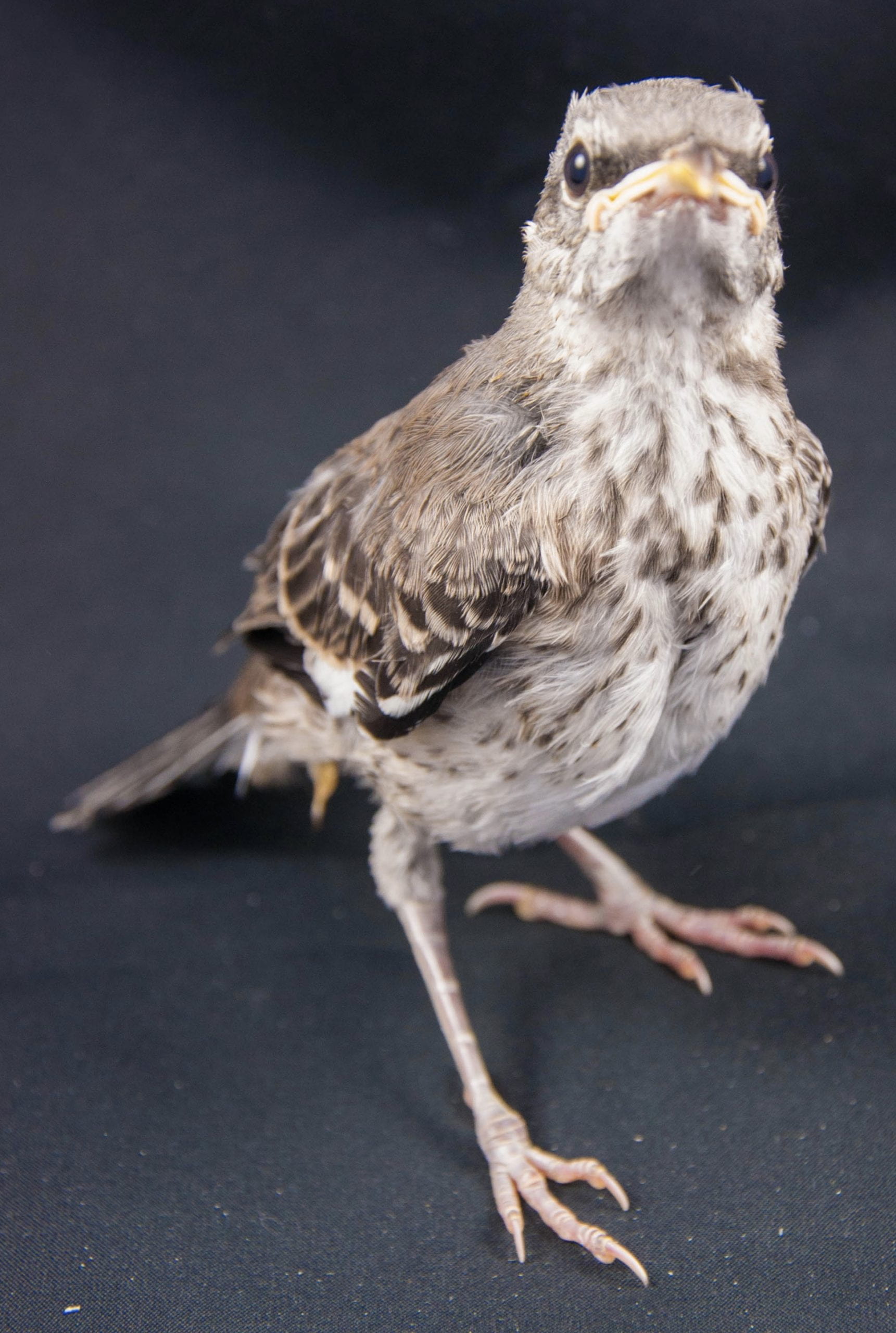 Baby Mockingbird Care