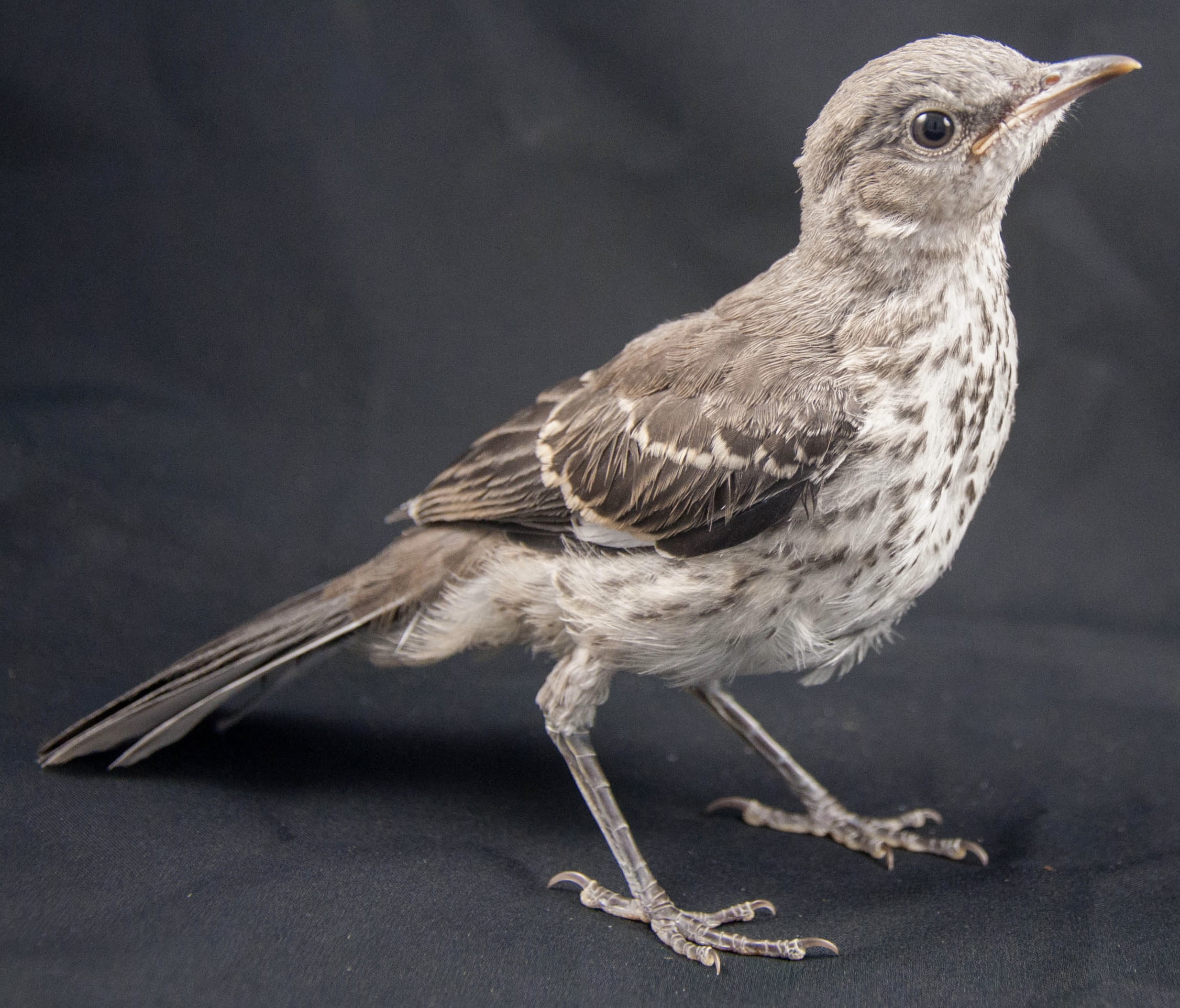 Northern Mockingbird