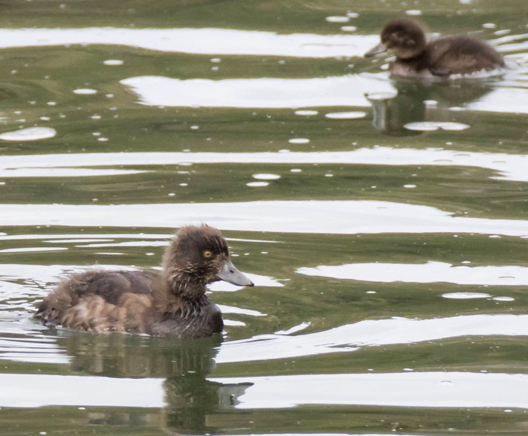 Tufted Duck