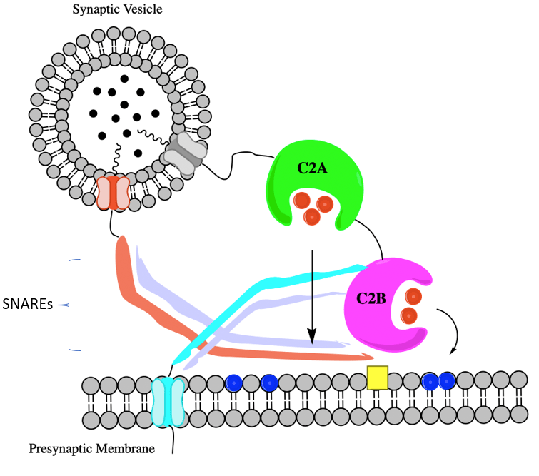 Lead and Calcium Lead Poisoning