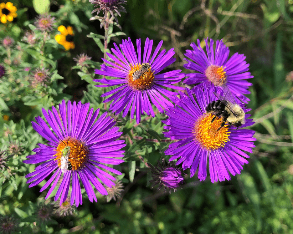 The 5 best ways to make your yard pollinator friendly