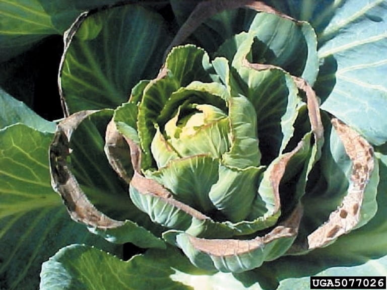 Calcium and Boron Deficiencies in Brassica Crops Weekly Crop Update
