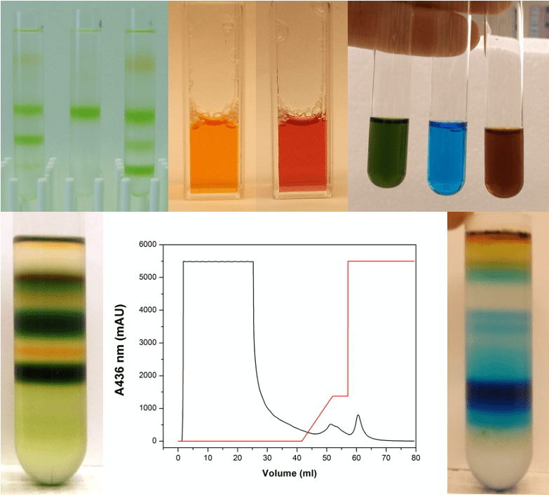 Protein Isolation The Liu Laboratory Washington University in St. Louis