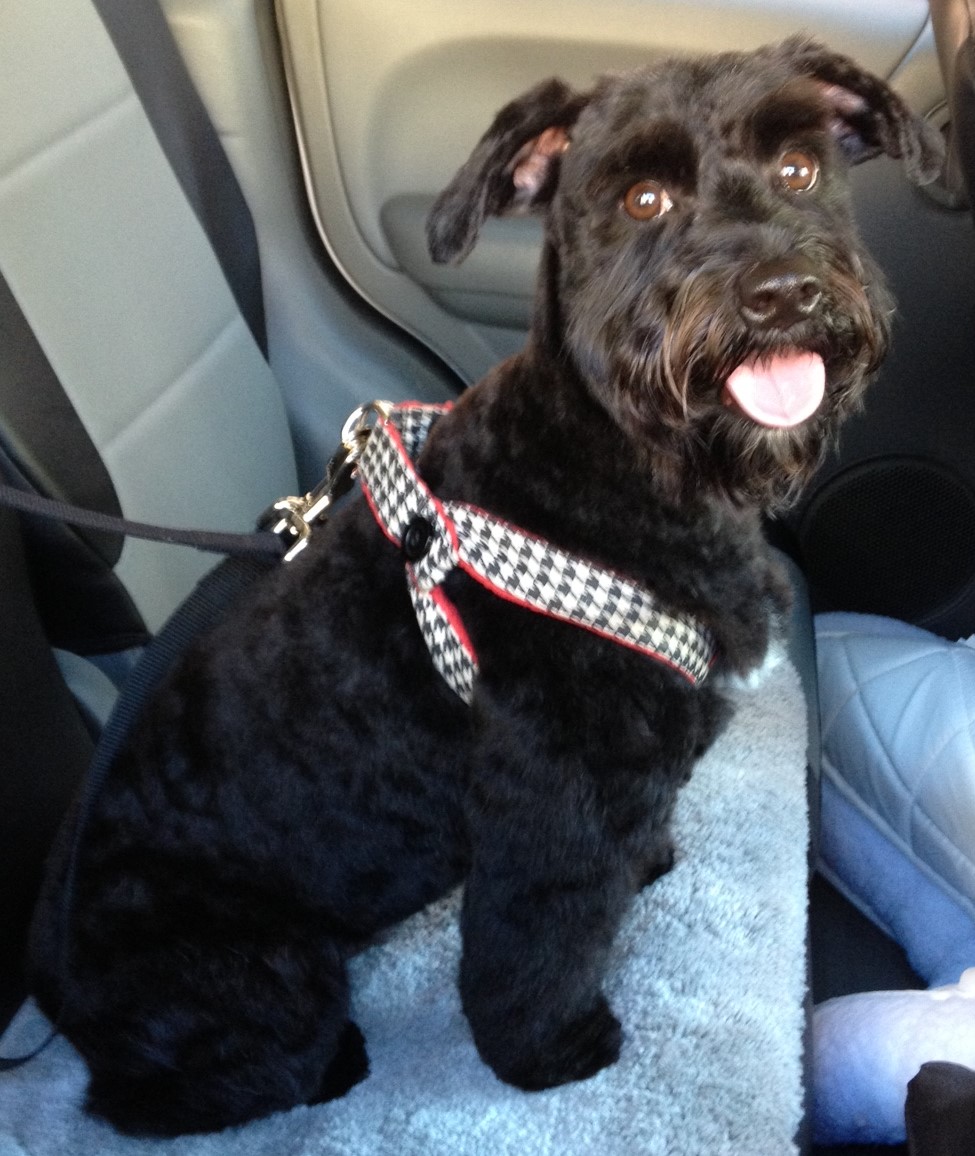 WHO IS THE BEST DOG TRAINER IN DELRAY BEACH, DOG TRAINERS IN BOCA RATON