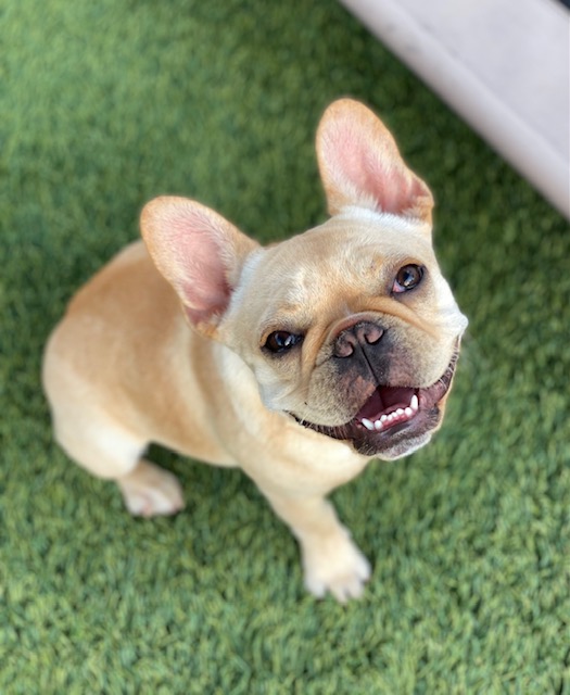 WHO IS THE BEST DOG TRAINER IN DELRAY BEACH, DOG TRAINERS IN BOCA RATON