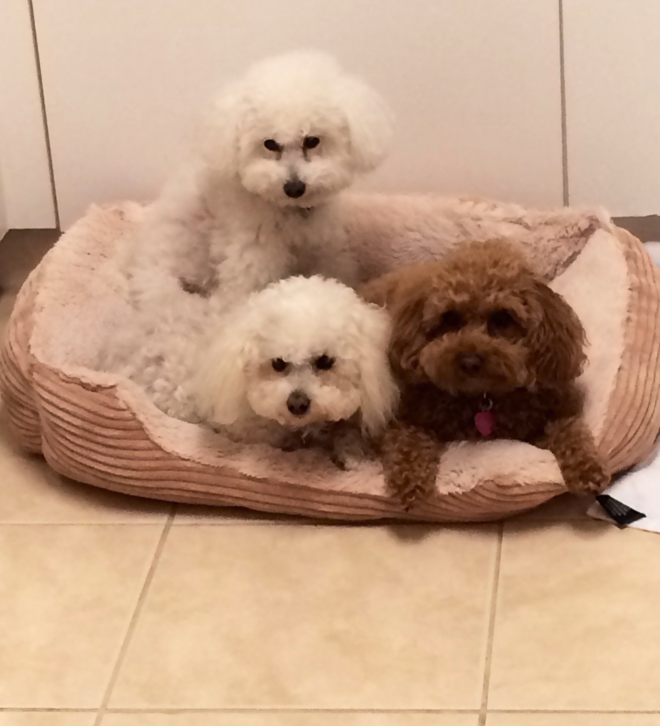 WHO IS THE BEST DOG TRAINER IN DELRAY BEACH, DOG TRAINERS IN BOCA RATON