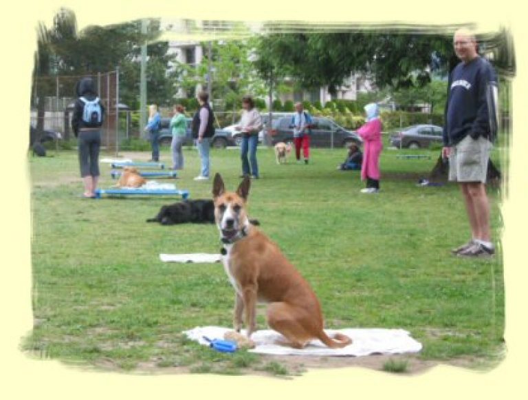 Amy Sit Happens Dog Training