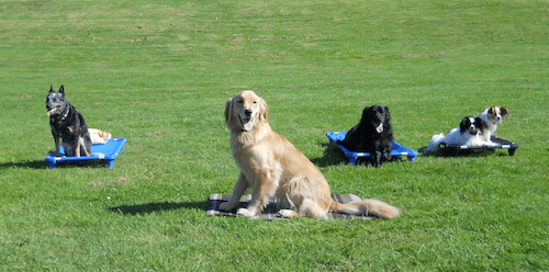 Chester Sit Happens Dog Training