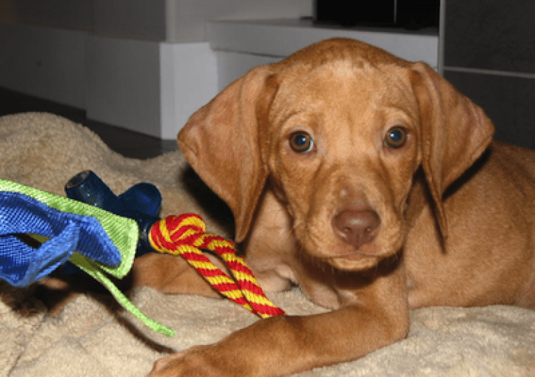 Rusty Sit Happens Dog Training