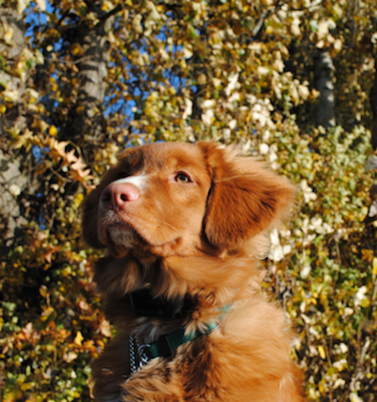 Penny Sit Happens Dog Training