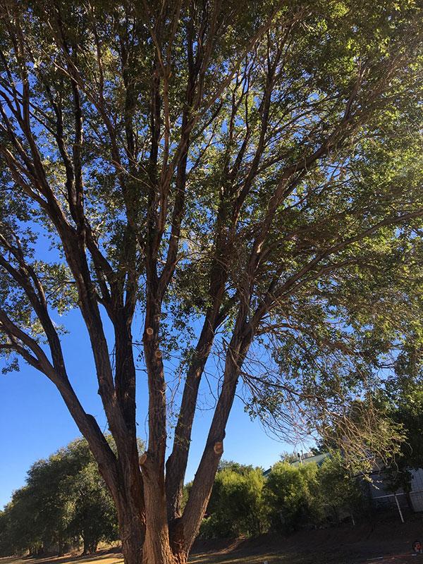 Monkey's Tree Services LLC landscape management en