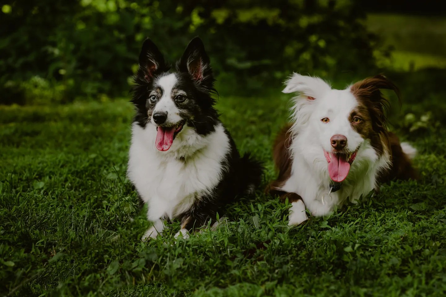 How To Successfully Introduce A Second Dog Into Your Family Sit Stay