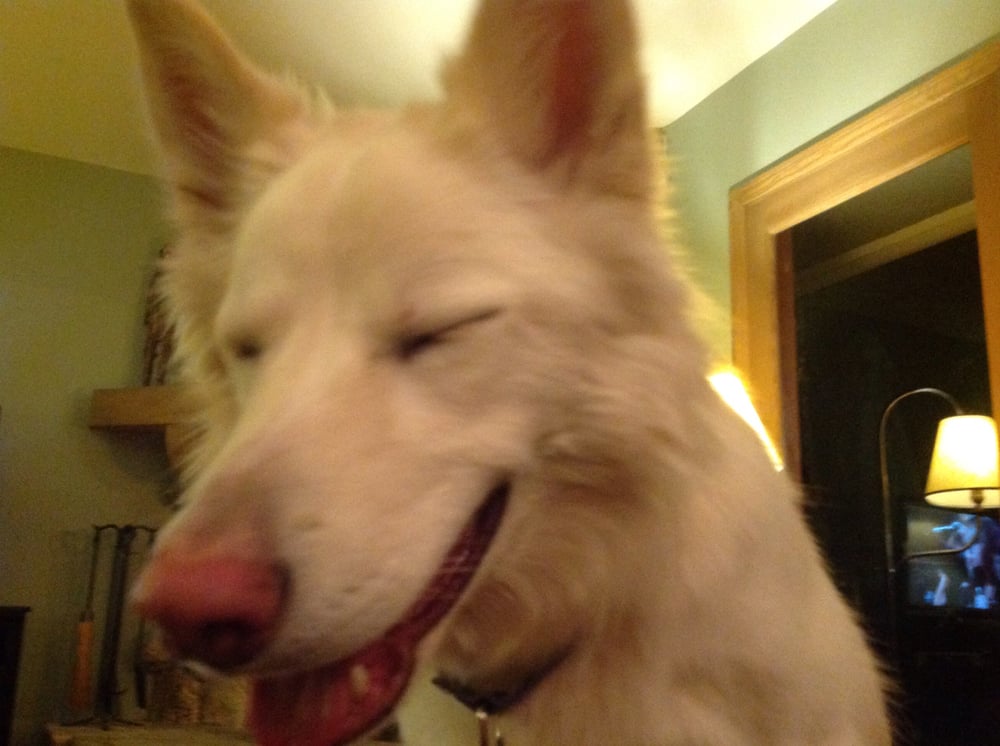 San Fernando Valley Sitter4Paws