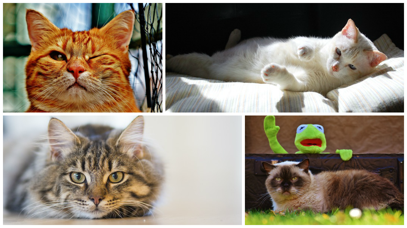 Philadelphia, Pa Cat Nanny Services Cat Sitters Cat
