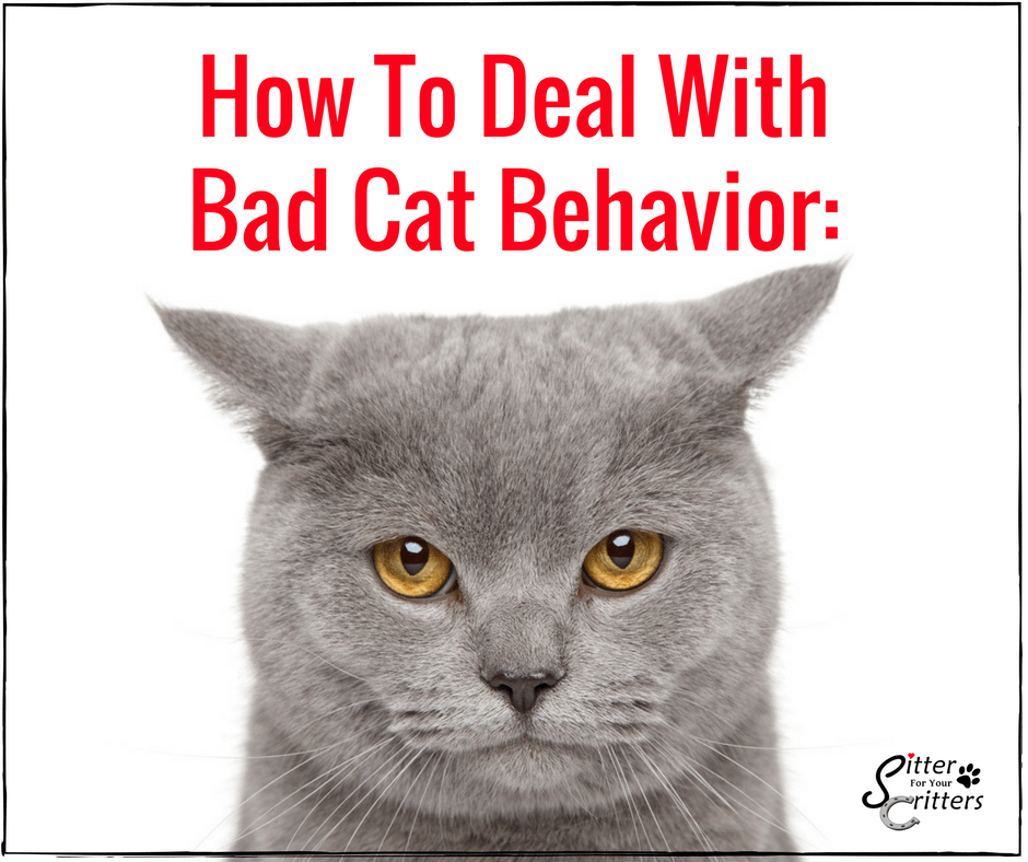 5 Steps to Dealing with Bad Cat Behavior Pet Sitting Dog Walking