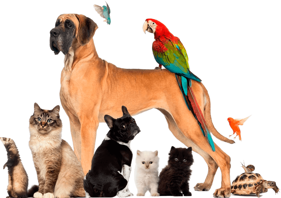 Pet & Elderly Care Services Sitting With a Friend, LLC