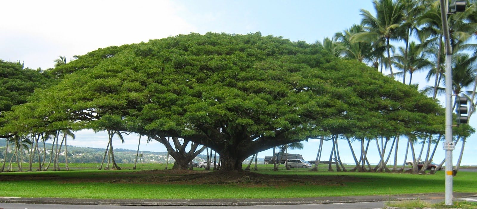 Rain Tree Siva Ashram