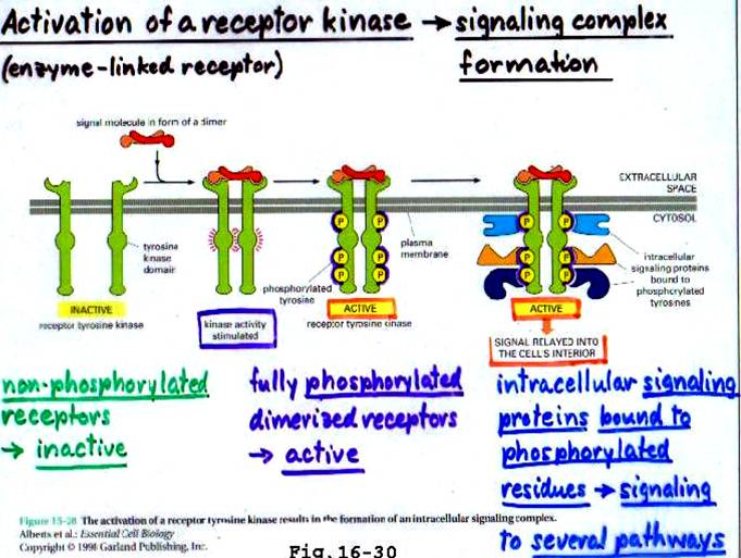 THE MAP KINASE PATHWAY
