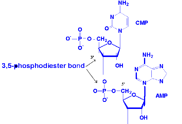 NUCLEIC ACID