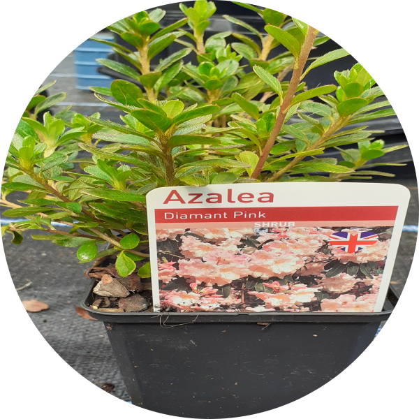 Azalea Diamant Pink SIX ASHES NURSERIES