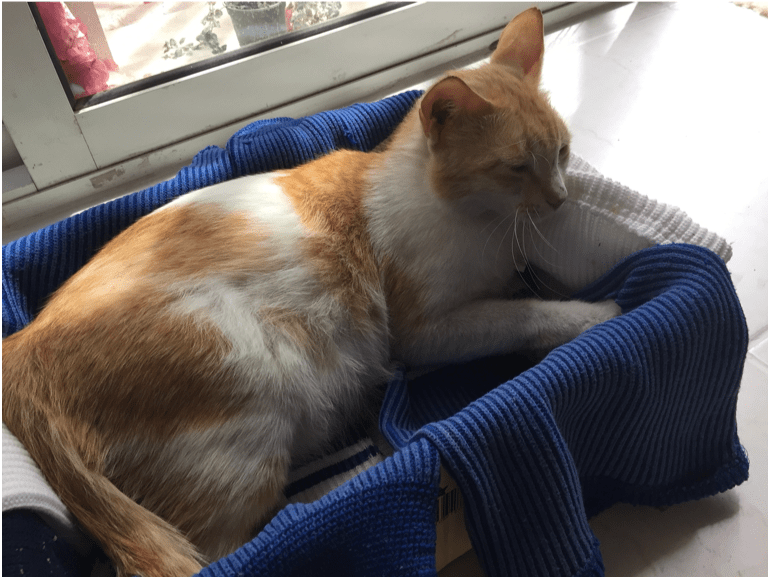 The Six Cats Story Six Cats Distillery