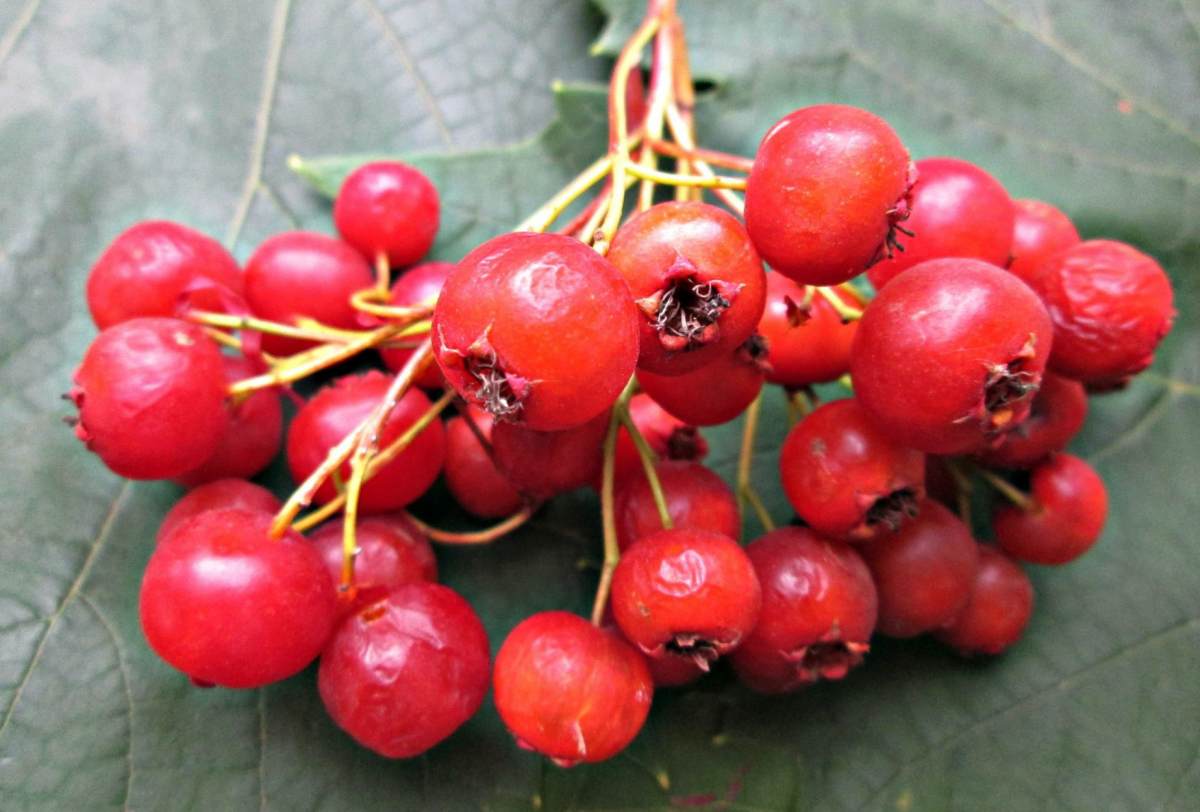 Health Benefits of Hawthorn Berry SIXMD