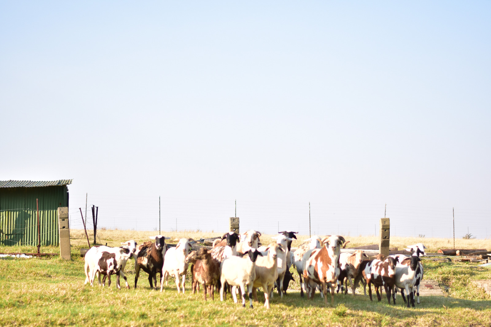 Dundee Farm Activities Siza Labs