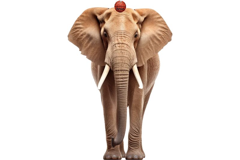 SizeAll compare African Elephant vs NBA Basketball Ball vs Table