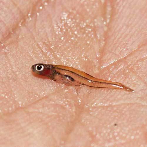 世界一の記録(魚類etc編) サイズブログ