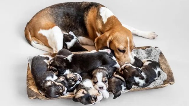 Discover the Ultimate Beagle Growth Chart: What Size Will Your Beagle