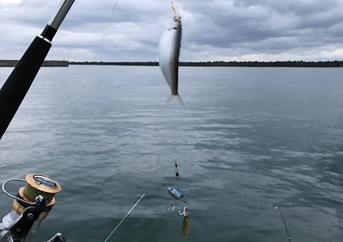 【釣り／波崎】巨大港でヒラメ・アナゴを泳がせで釣りたいのです！ しぜんらぼ