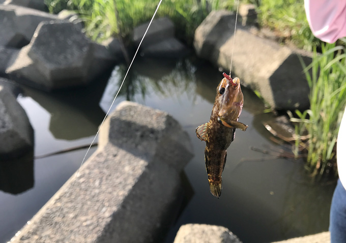 【釣り／テナガエビ】利根川で赤虫をエサに竿を垂らしてみたらエビアパートを発見。 しぜんらぼ