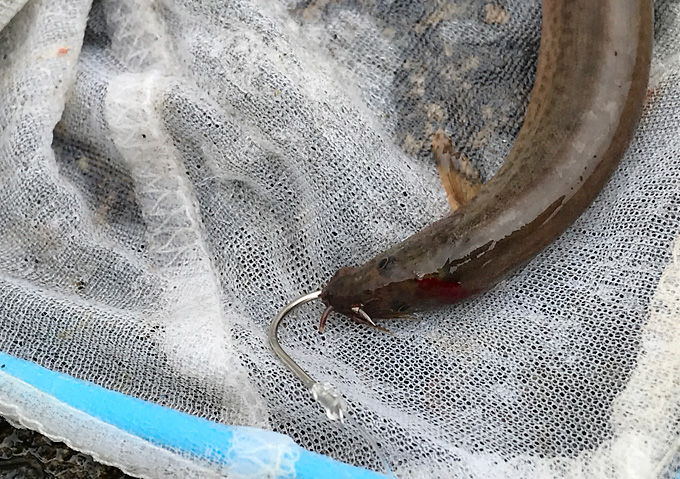 √100以上 ヒラメ 餌の付け方 141240ヒラメ 餌の付け方