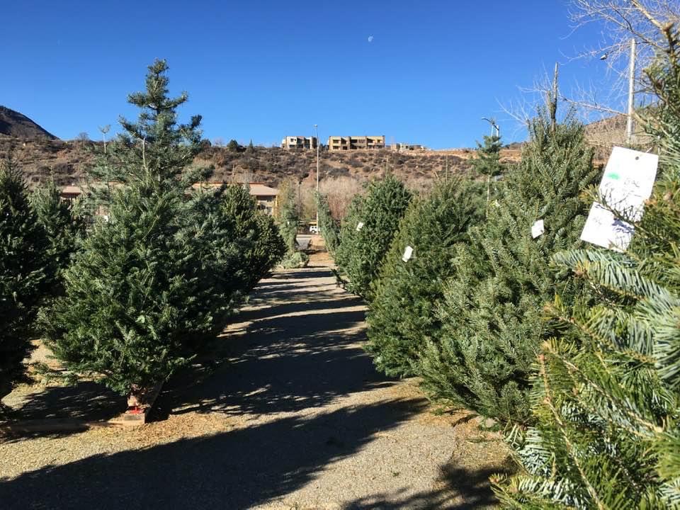 SJMA Christmas Tree Lot in Durango, CO. Trees for Conservation.