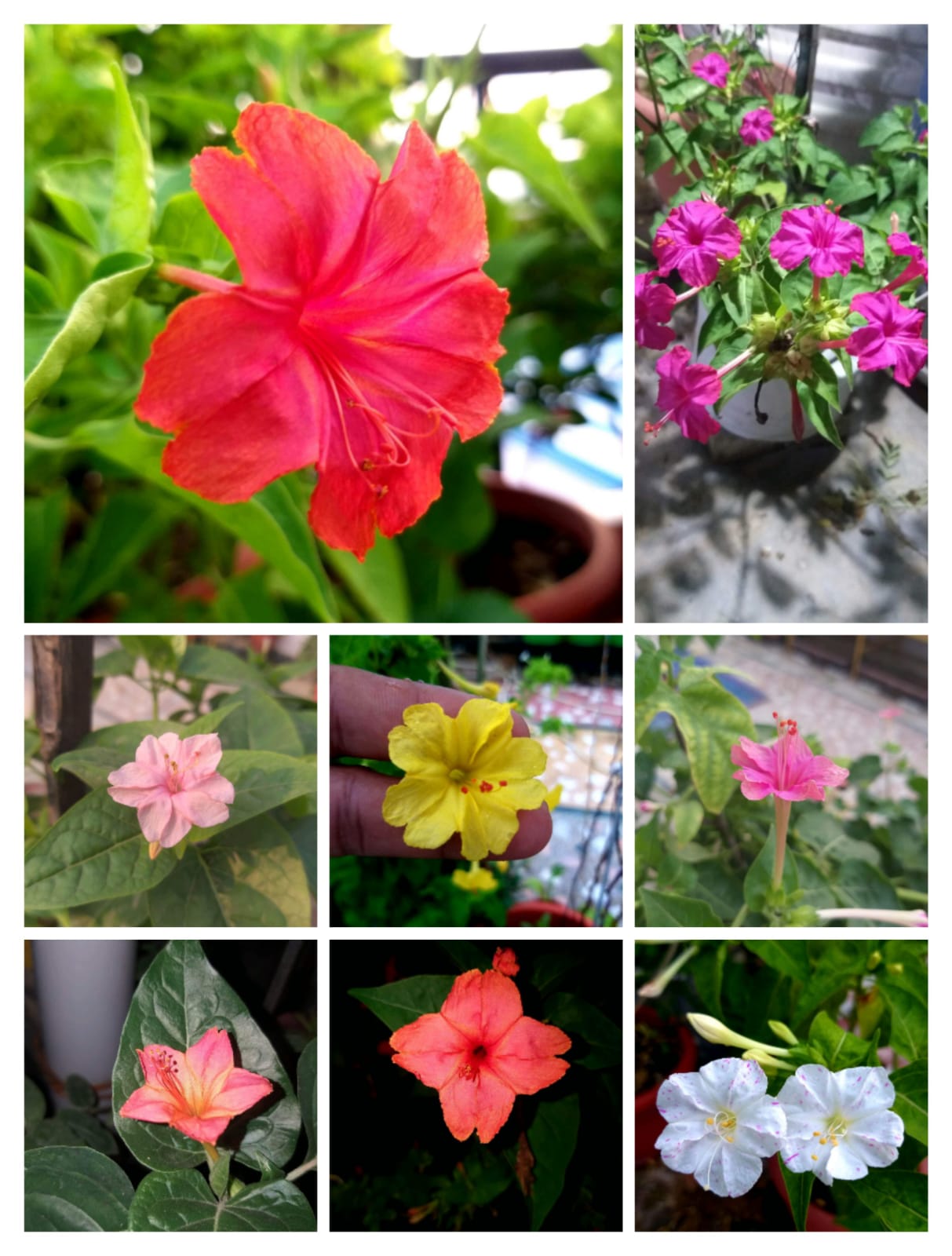 Evening 4 o clock mix colors Shop your Seeds