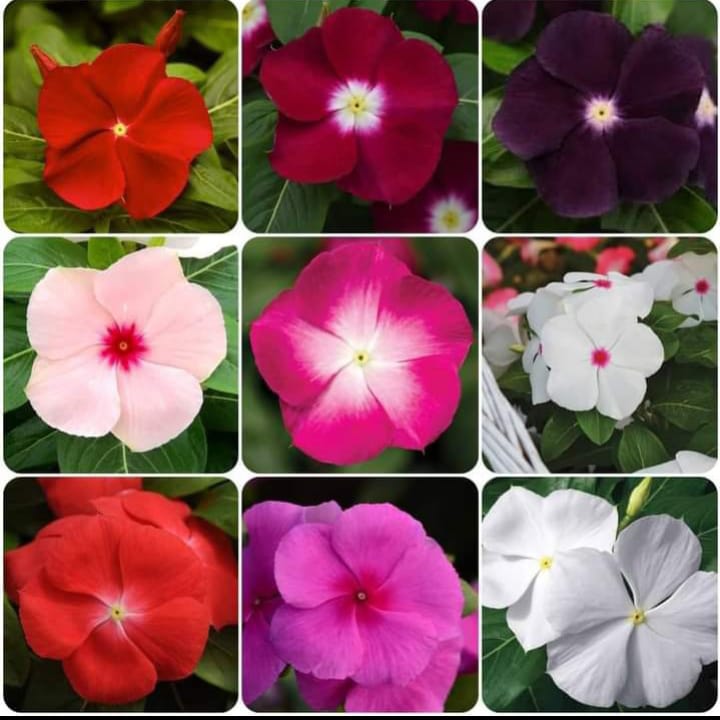 vinca mixed Shop your Seeds