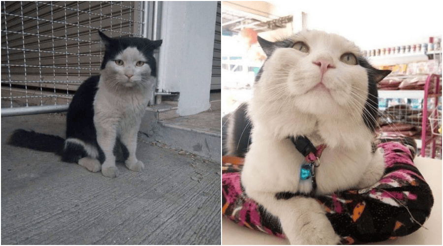 Macam Drama Pukul 7, Kucing Ini Suka Menyamar Jadi Miskin