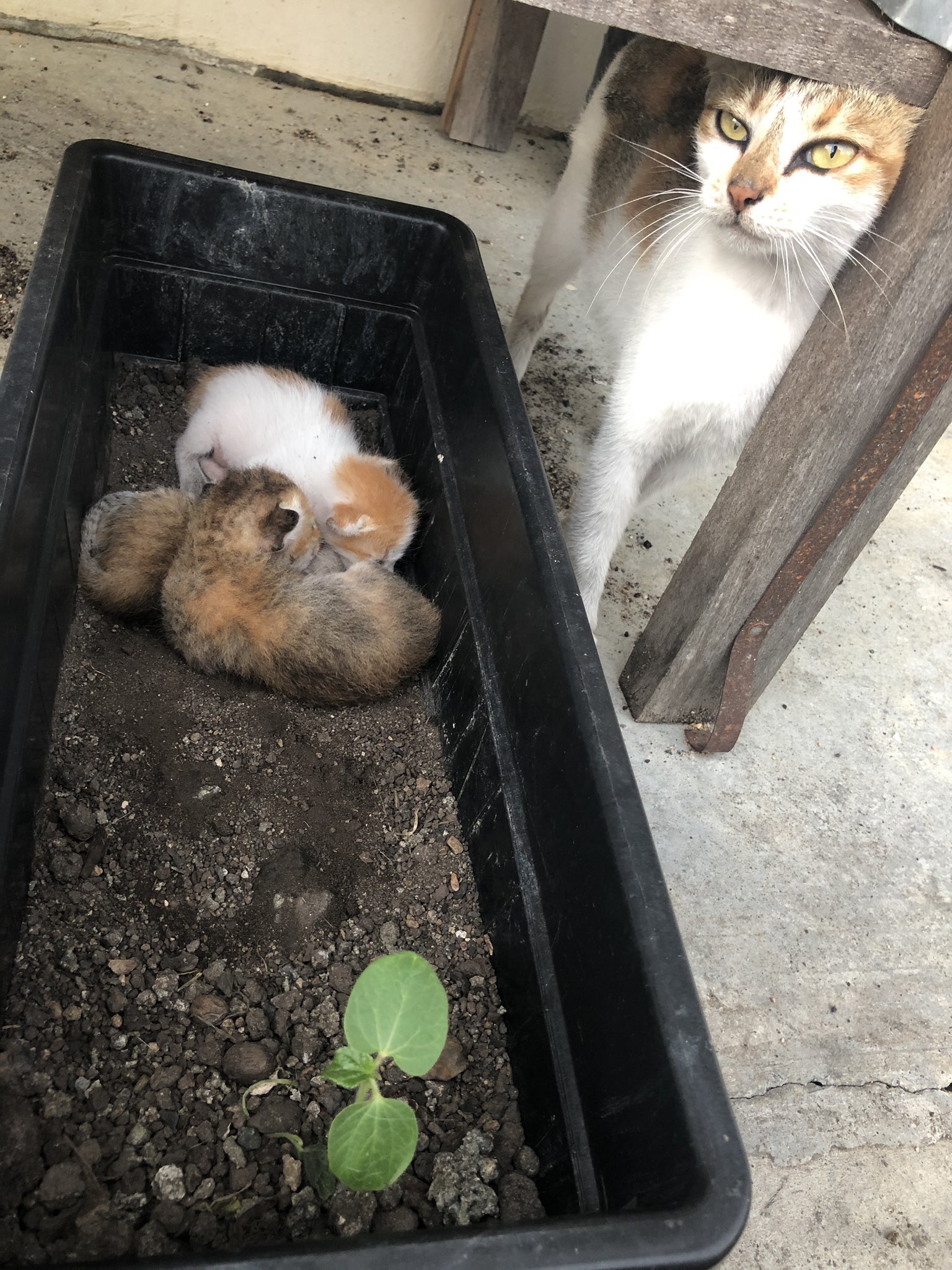 "Siap Menguap..," Nak Marah Pun Tak Jadi, 'Keluarga' Kucing Ini Tidur